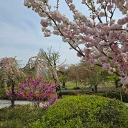 교토 아라시야마 벚꽃과 치쿠린(竹林) 대나무숲