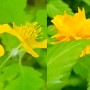 노란색꽃 죽단화 애기똥풀 봄에피는노란꽃