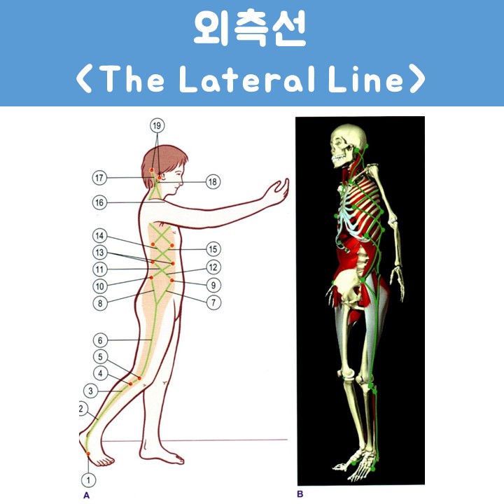 위례 필라테스 힐링무브 근막경선 해부학(4) - 외측선(The lateral Line) : 네이버 블로그