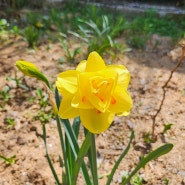 봄에 피는 노란색 꽃 수선화 구근 캐지 않아도 돼요