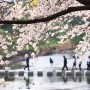 [일상] 다시 추억이 된 벚꽃과 함께 한 일상 풍경