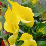 카라꽃 꽃말 키우기 물주기 화분 가격