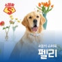[에스동물메디컬센터 4월의 헌혈견] 슈퍼독 펠리의 두번째 헌혈