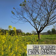 4월 경주 가볼만한곳：조용하게 유채꽃보며 피크닉할 수 있는 곳 월성교 남천강변