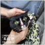 [부평모모동물병원]고양이 치아흡수성병변 치료 및 스케일링 - '토리'편