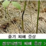 특용작물 -주간농사정보 제18호(2024. 4. 29.~ 5. 5.)