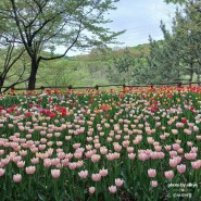 봄꽃이 한창인 인천대공원 (2024년 4월)