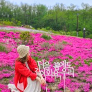 초안산 하늘꽃정원 근린공원 꽃잔디 서울 5월 꽃구경 산책로 도봉구 가볼만한곳