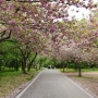 서산 문수사 겹벚꽃 명소 4월 꽃구경 가볼만한곳