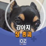 강아지 장 종괴 - 분당 Dr. 오즈 동물병원