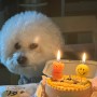 강아지 생일이벤트 , 강아지케이크 ,강아지수제간식 [멍뭉냠 추천]
