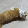 고양이가 좋아하는 모래 추천 아르르 POOPOO 벤토나이트 후기
