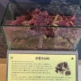 [경남밀양]한천 박물관. 한천의 역사를 볼수 있는 곳