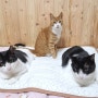고양이 쿨매트 푹신하고 시원한 듀라론 투인플레이스 냉감패드
