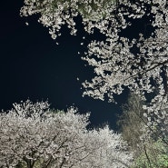 밤산책 의정부 벚꽃명소 직동근린공원