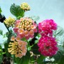 삼색달개비 콘치폴리아 마큘라타 엘레칸테 란타나 키우기 꽃피우기 4월의 베란다정원 반려식물