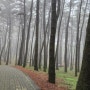 제주 비오는날 산책로 맨발걷기 절물자연휴양림