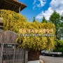 창원 명서동 가고파갤러리 목향장미 개화 상태 개인주택 노란색 꽃터널