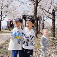 벚꽃처럼 내려온 아이들과 벚꽃명소 국립과천과학관