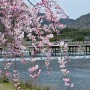 잊을수 없는 벚꽃여행지 교토 아라시야마