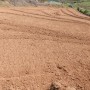 현주네팜 밭 갈기