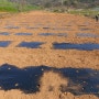 현주네팜 고추밭 로타리 치고 고추 비닐 씌우기