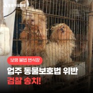 [보령 불법 번식장] 업주 동물보호법 위반 검찰 송치!