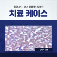 강아지 면역매개성혈소판 감소증 + 천안24시동물병원 + 천안스카이동물메디컬센터