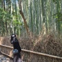 [교토여행] 아라시야마 치쿠린숲 가는길 (대나무숲),간식,화장실