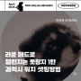 라쿤 페드로(raccoon pedro) 갤럭시 워치 세팅 방법