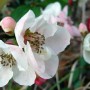 [4년 전 오늘] 향기좋은 봄꽃 명자나무 산당화 아가씨나무 명자나무 꽃말