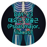 운정피티 DAY-23 대요근, 장골근(Psoas major, iliacus) 화정재활