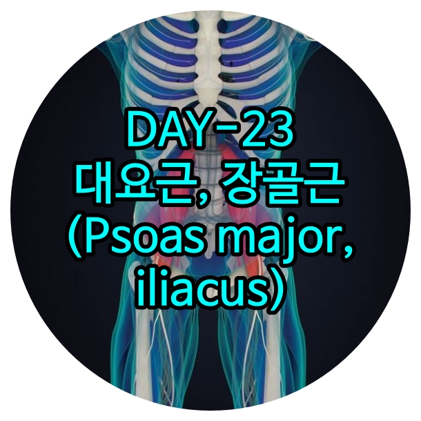 운정피티 DAY-23 대요근, 장골근(Psoas major, iliacus) 화정재활 : 네이버 블로그