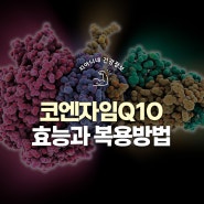 코엔자임q10 효능 및 섭취 방법, 하루권장량 정리