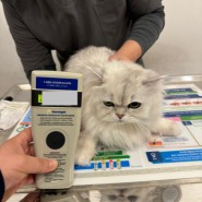 독일 프랑크푸르트 공항으로 가는 페르시안 왕자 : 강아지 고양이 독일 이민 여행 출국 입국 서류 준비 절차 비용