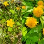 황매화 죽단화 겹황매화 차이 봄에 피는 노란 꽃 꽃말