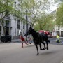 런던 달마, The Sundays-Wild Horses