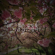 경주 여행 겹벚꽃 명소 실시간 상태
