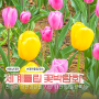 2024 태안 세계튤립꽃박람회 기본정보 태안 축제 여행 꽃지해수욕장 해안공원 볼거리