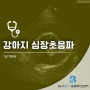 강아지 심잡음 심장초음파 진단 - 용인 강아지 심장전문 병원