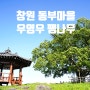 창원 북부리 동부마을 우영우 팽나무 이상한 변호사 우영우 촬영지 500년 된 천연기념물