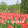 부천 가볼만한곳 부천 자연생태공원 무릉도원수목원 부천 튤립축제 꽃구경