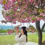 하남 미사경정공원 겹벚꽃 명소 주차 및 후기
