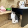 베트남 하노이 고양이카페 Geisha Cat Cafe - Cà Phê Mèo 귀여운 냥이들