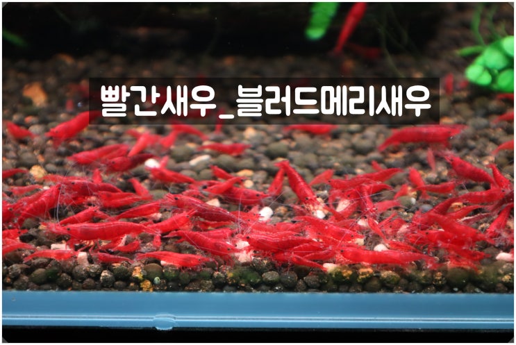 민물새우키우기 빨간새우 블러드메리새우어항에 먹이주기 : 네이버 블로그