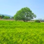 5월 가볼만한곳 , 김해 청보리밭 구경 조만강생태공원