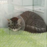 광교동물병원 고양이 중성화 수술 전문 호흡마취의 장점