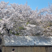 [오사카 워홀/일본에서 Day + 242~263] 오사카 하나미 벛꽃놀이🌸 꽃잎같은 하루하루