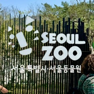 주말 아이랑 봄나들이 갈만한 곳 서울대공원 동물원 (무료 주차, 관람코스 꿀 팁)