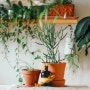 실내에서 키우기 좋은 식물 추천